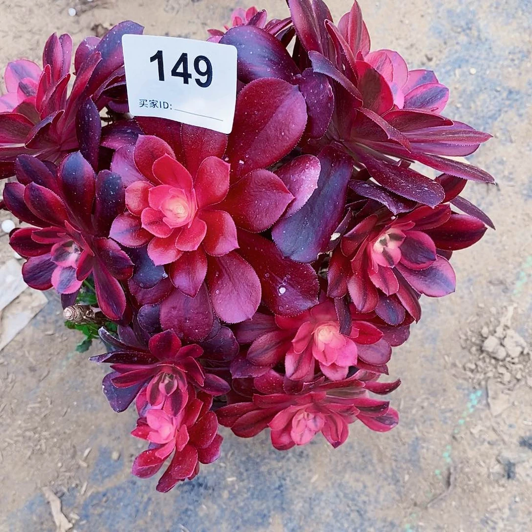 猎**羊149美杜莎多肉植物