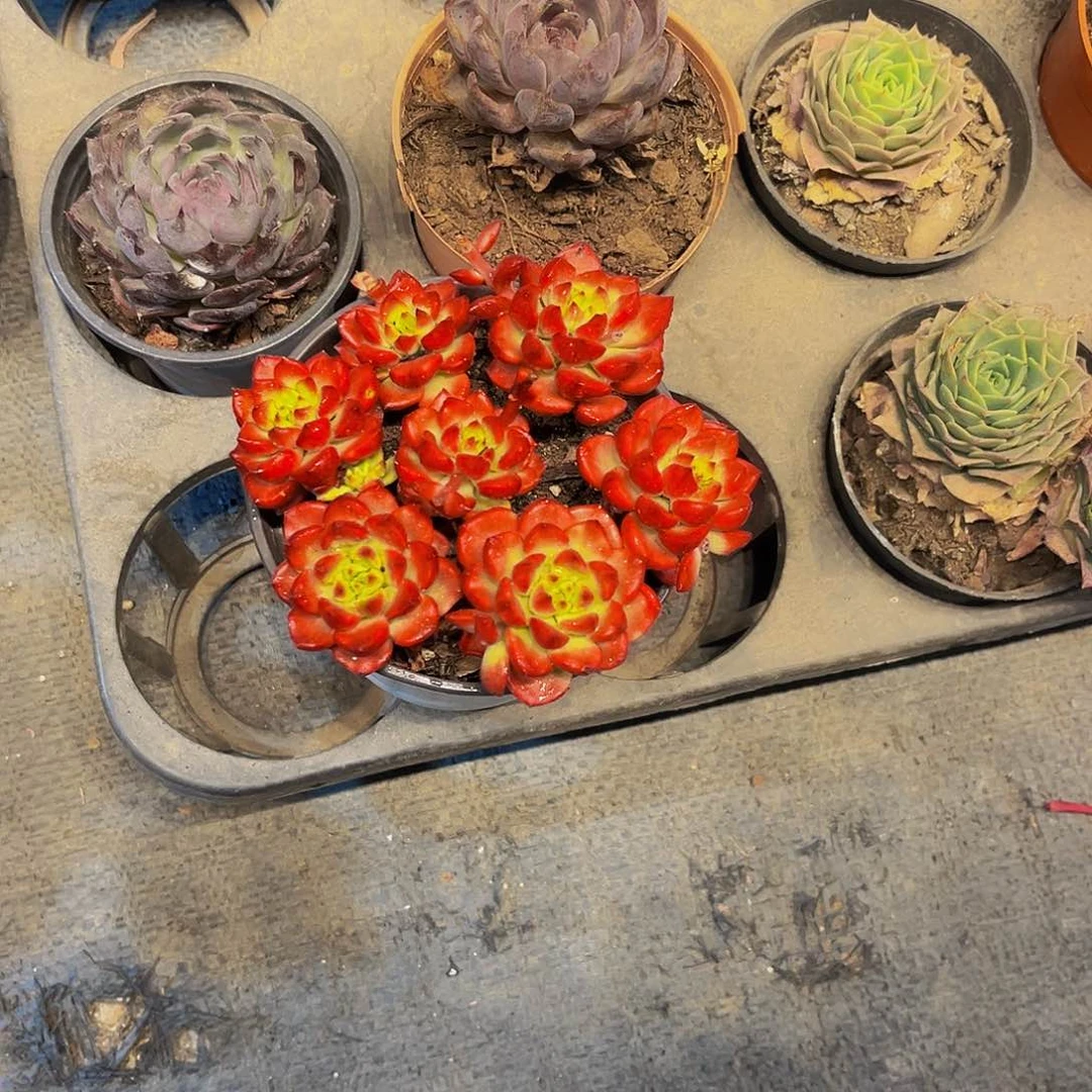 蒂亚多肉8.8给两盆