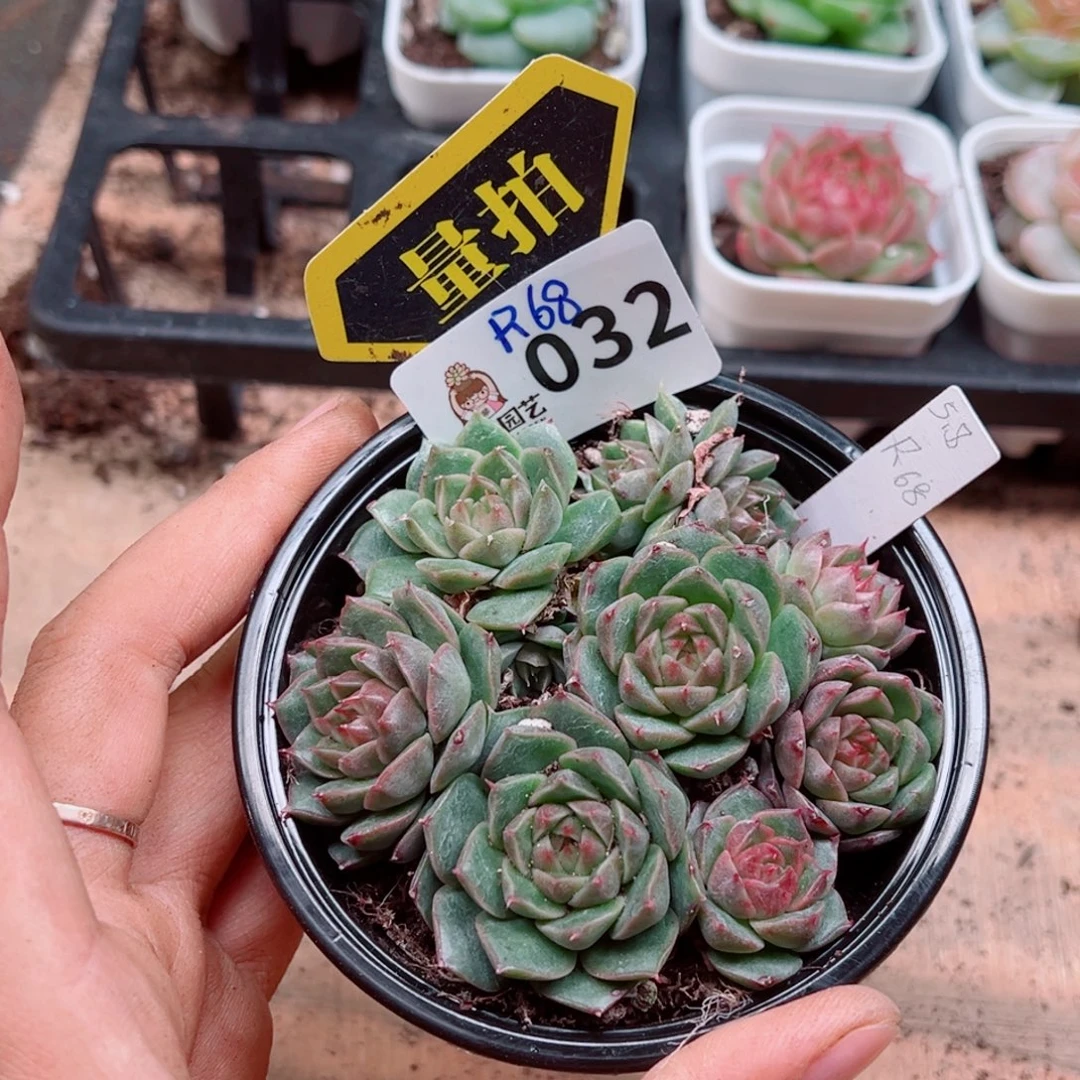 多肉植物多肉植物