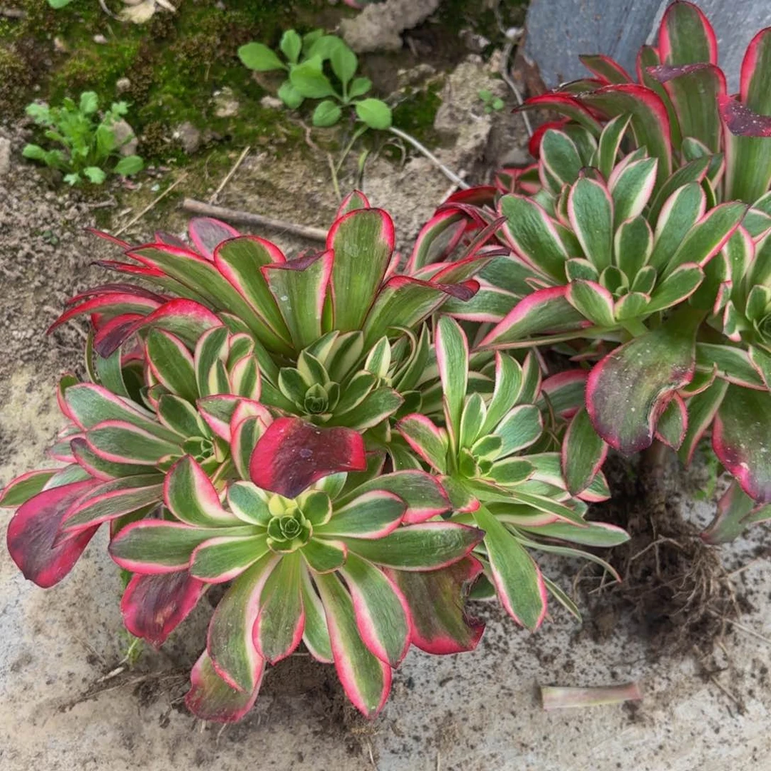 凤冠多肉植物捧花