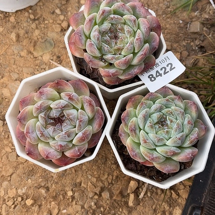 阿雅园艺。      8422冰魄三颗