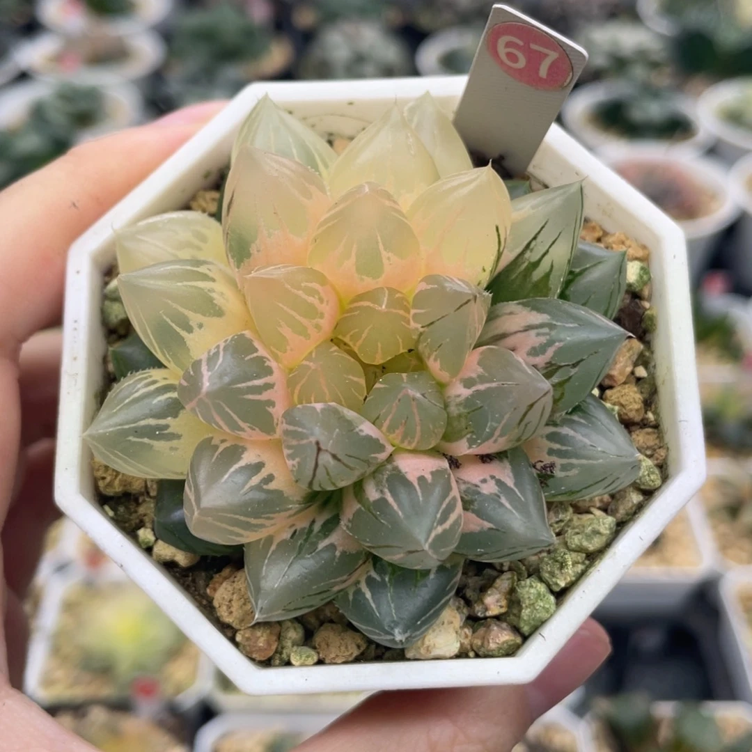 小蔡的菜园 67 龙爪糊