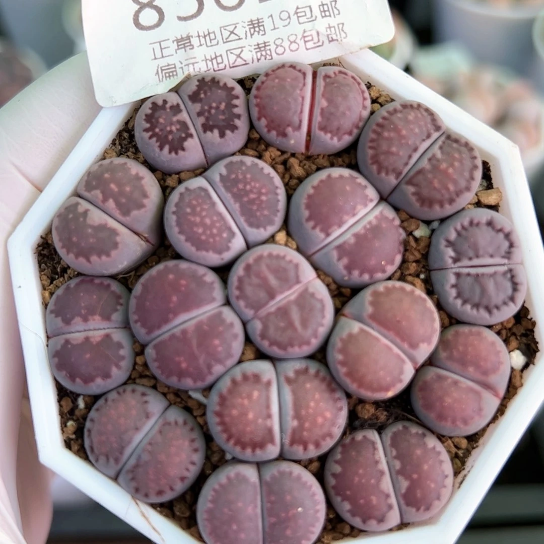 好养易活生石花大母本8561