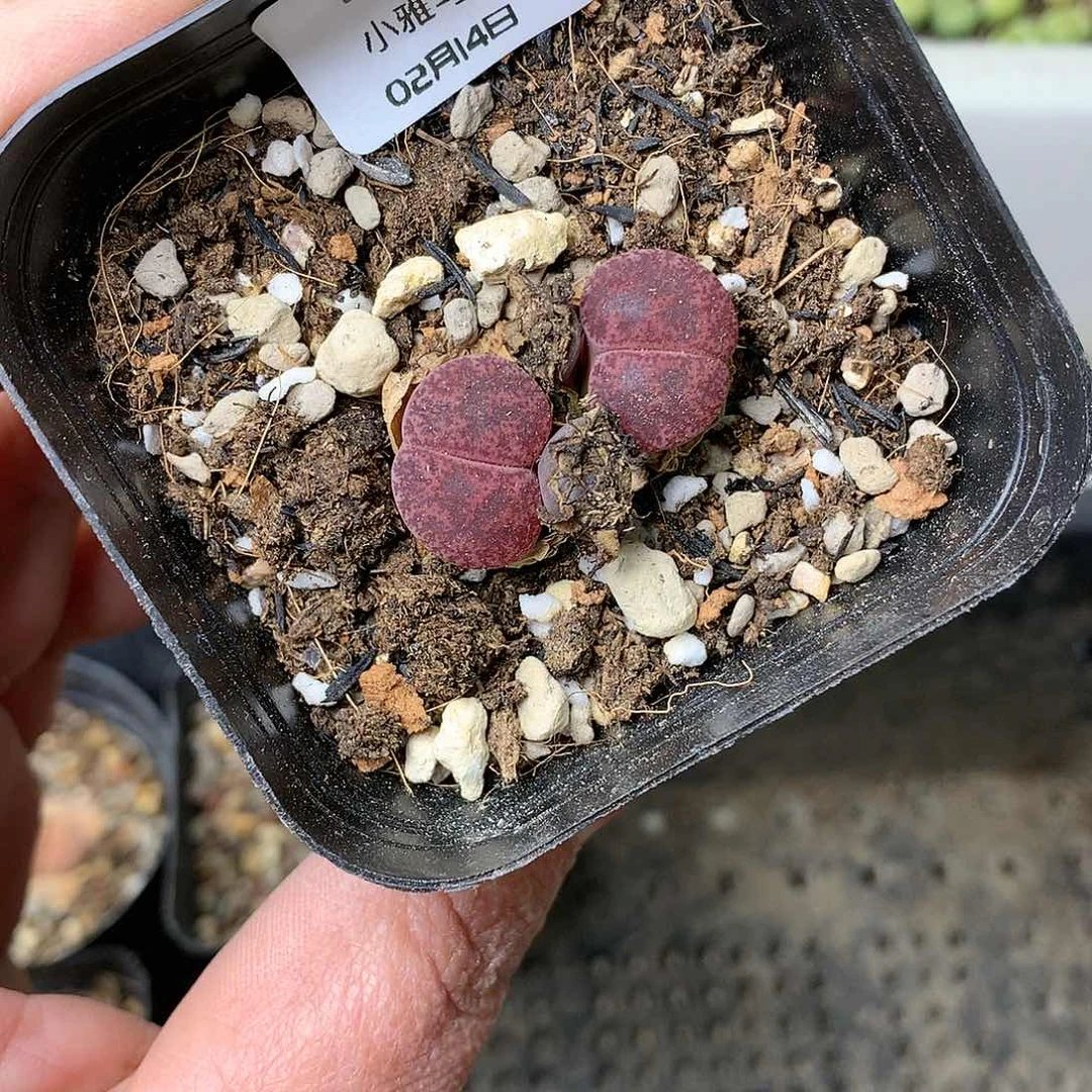 K94多肉植物保护研究所