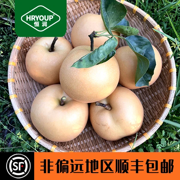 HRYOUP正宗烟台莱阳产区应季秋月梨脆甜多汁鲜美非偏远顺丰包邮