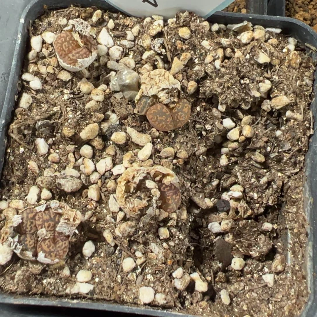 9-14肉锥多肉植物，