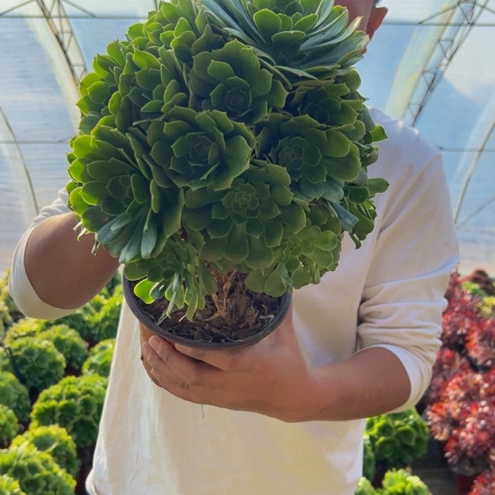 16.8绿玫瑰一棵包邮