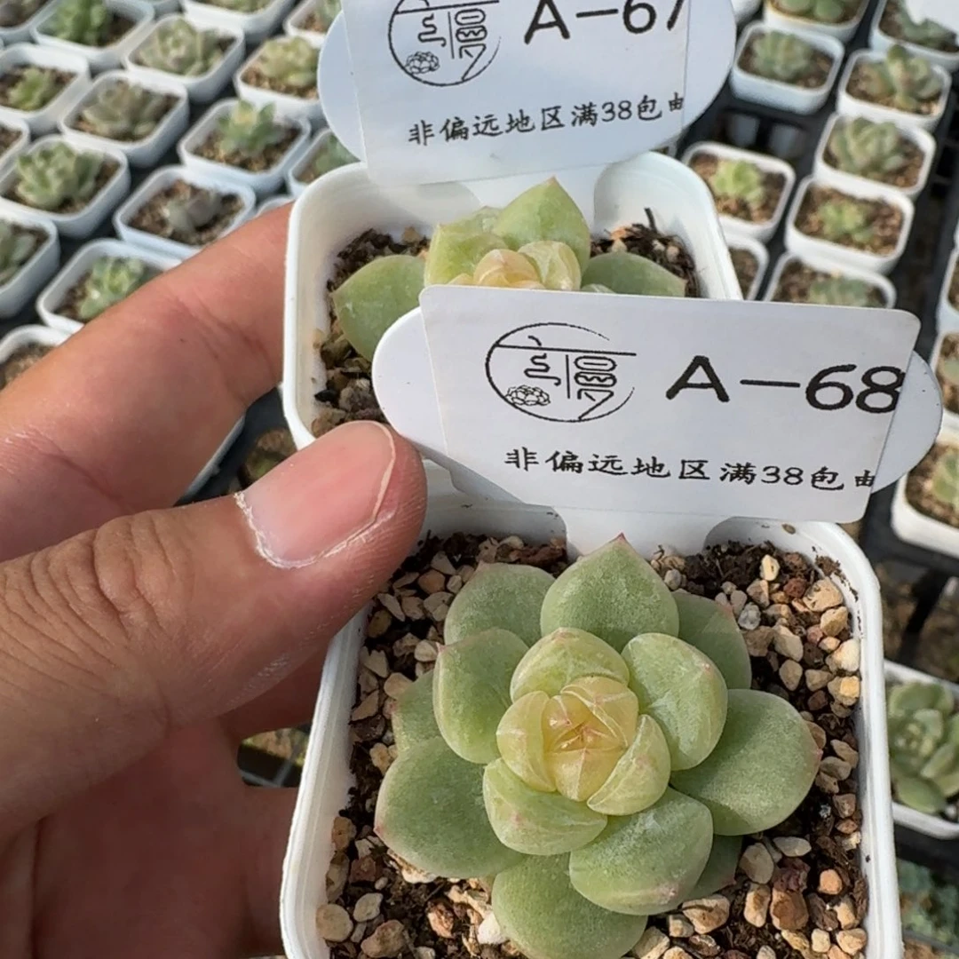 ****马云慢花坊优选杂交一物一拍