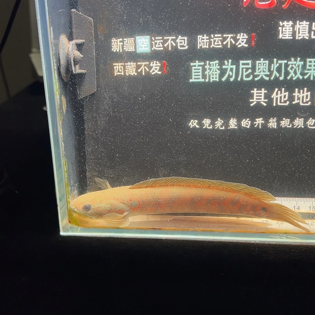 海水鱼七星雷龙七星雷龙