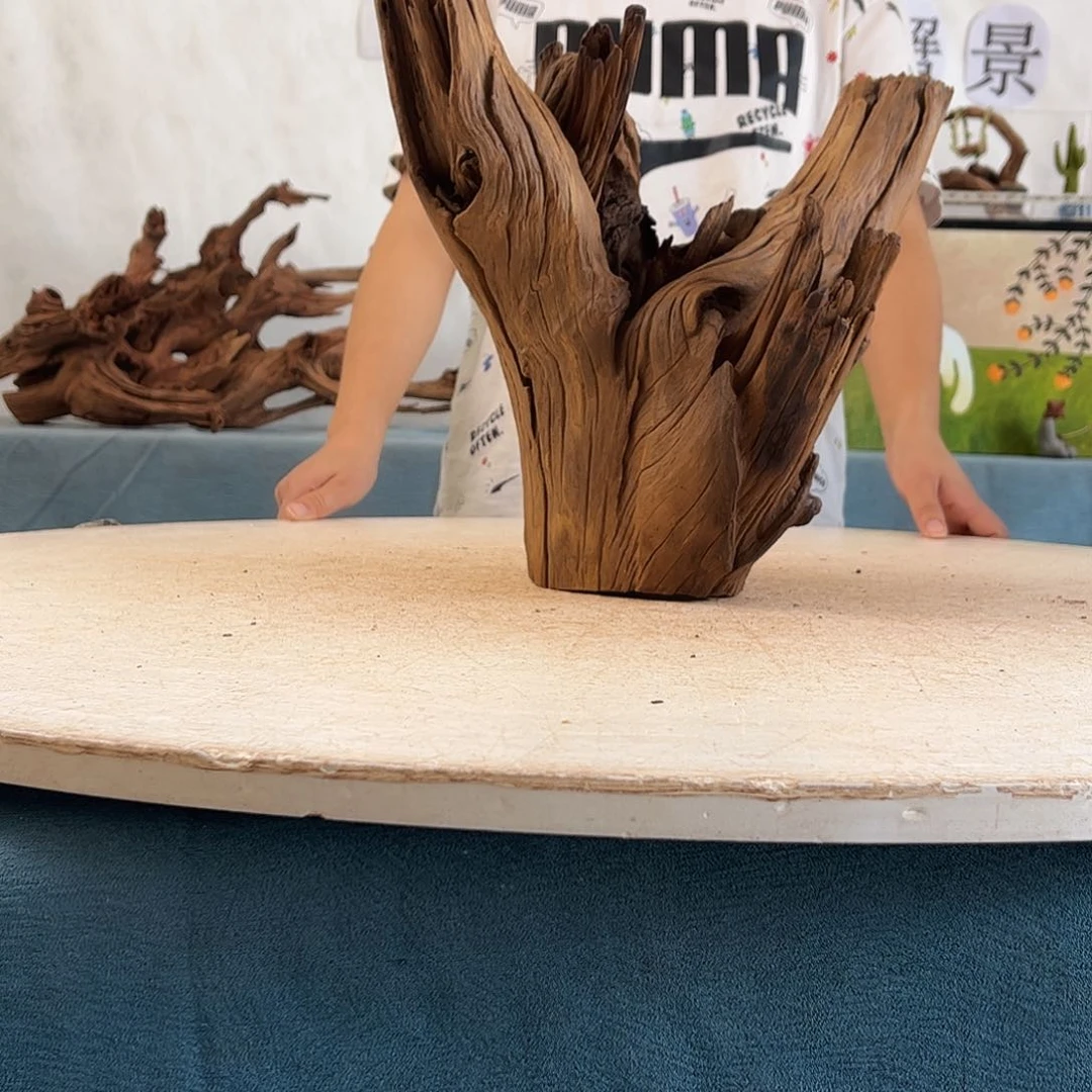 沉木造景寄居蟹造景