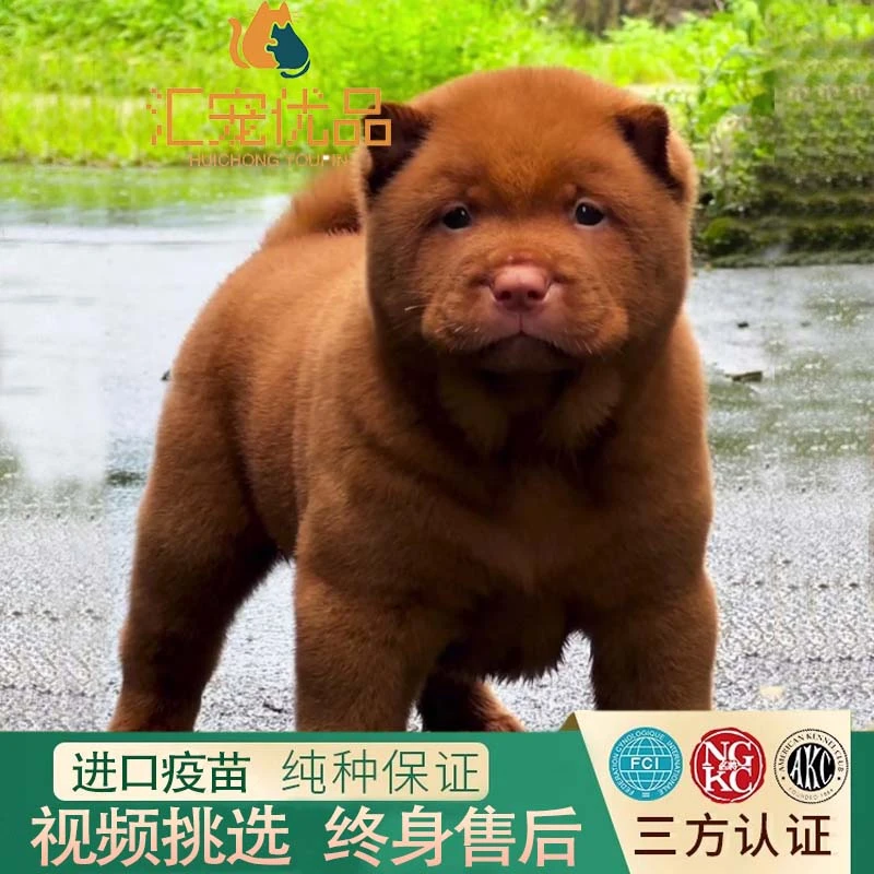 纯种五红犬纯种中华田园犬潮汕五红犬幼犬正宗中国广西五红犬