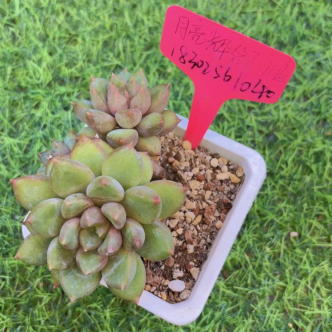 M***I云南精品多肉一物一拍