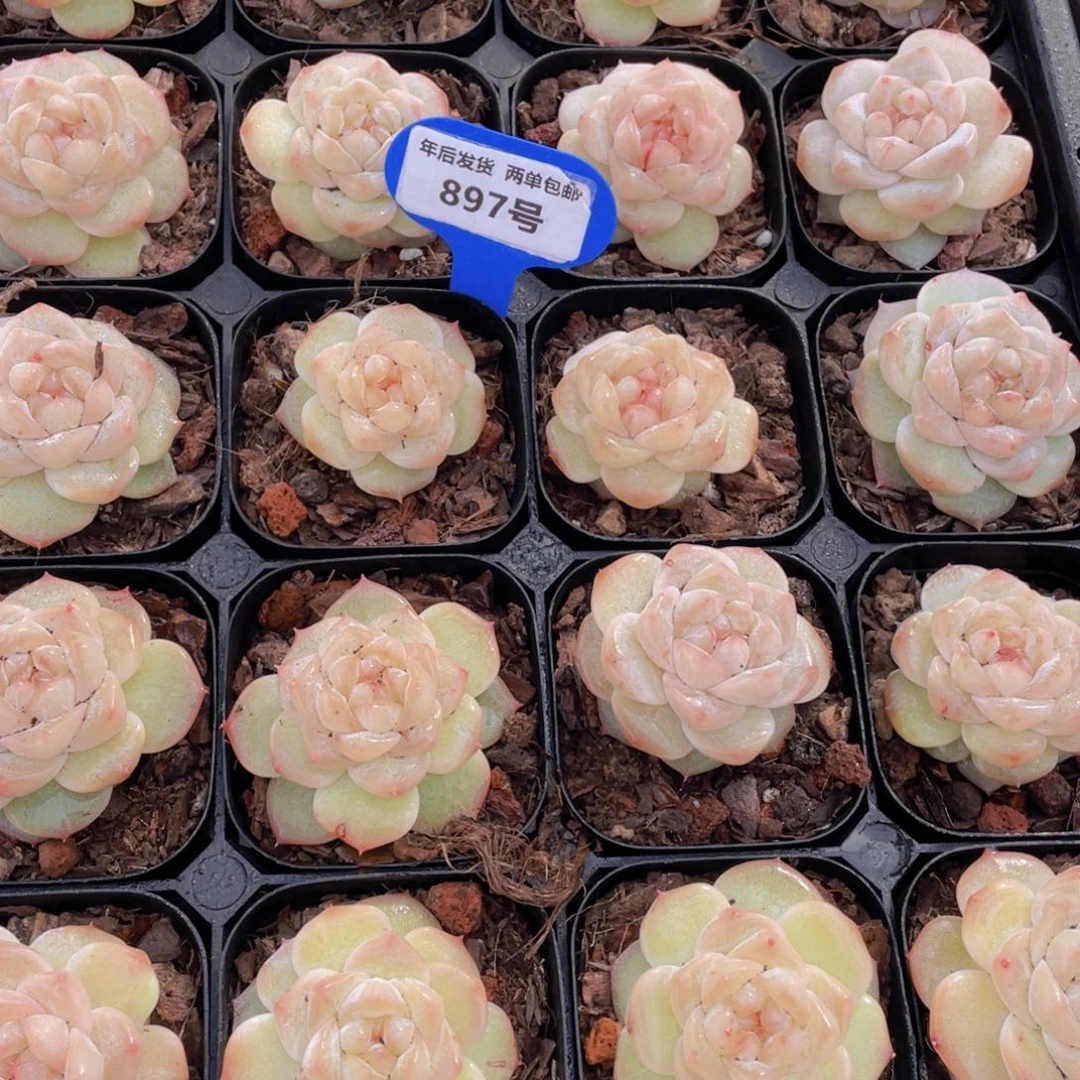 897号优选粉钻单头一个