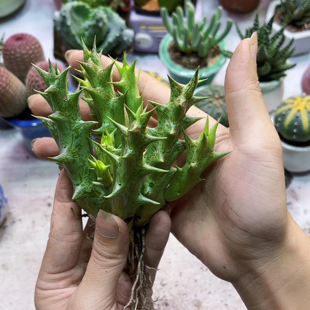 紫龙角落根一颗多肉