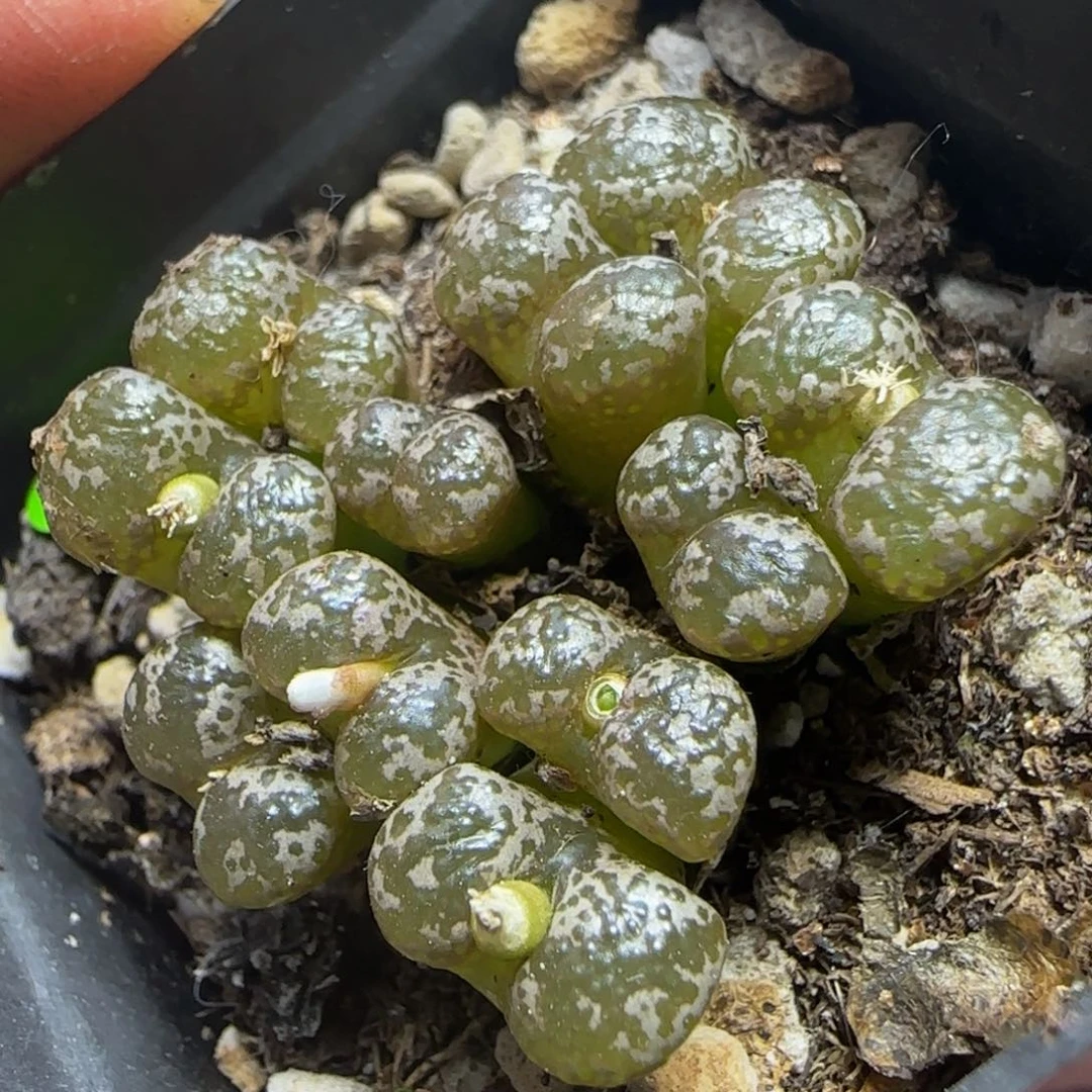 漂漂亮亮多肉植物20