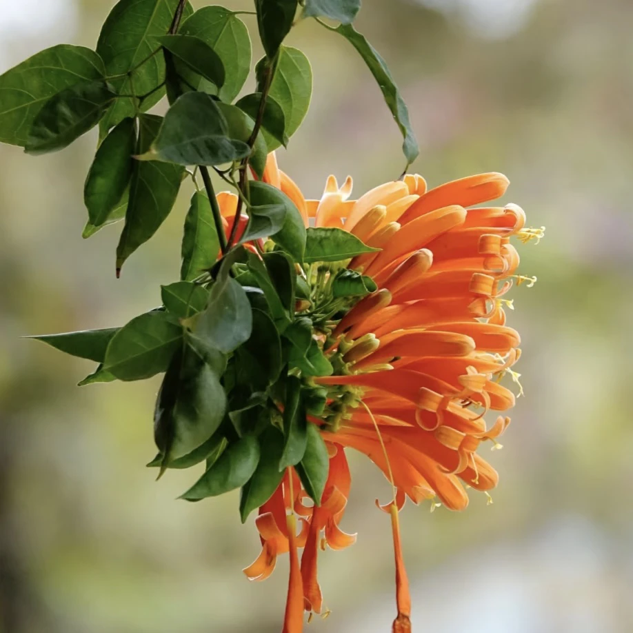 （花王）炮仗花 爬藤耐热植物多年生 阳台花园庭院地栽盆栽