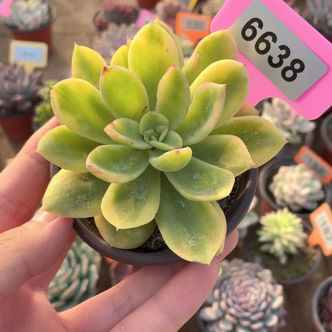 金辉锦6638号多肉