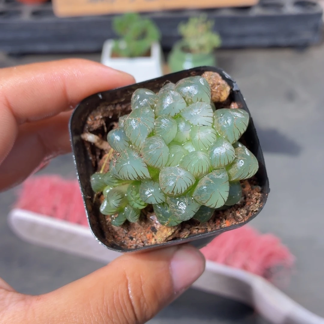 姬玉露多肉9.9包邮发货