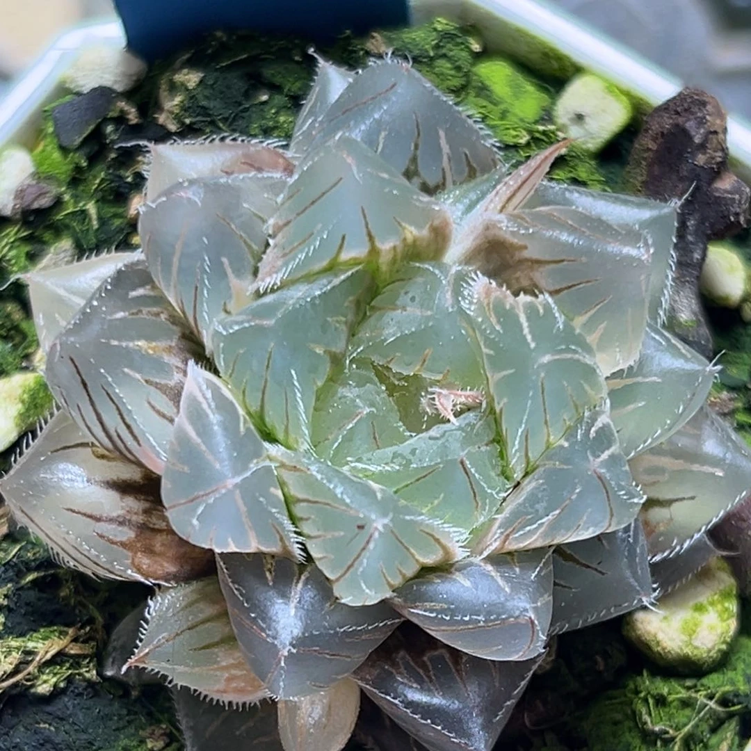 恭喜发财大吉大利591