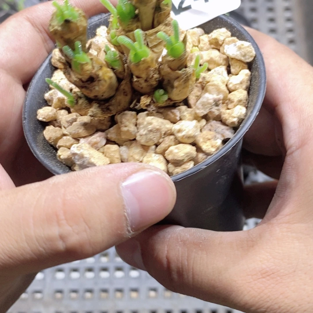 笑***吧243号多肉植物多肉植物