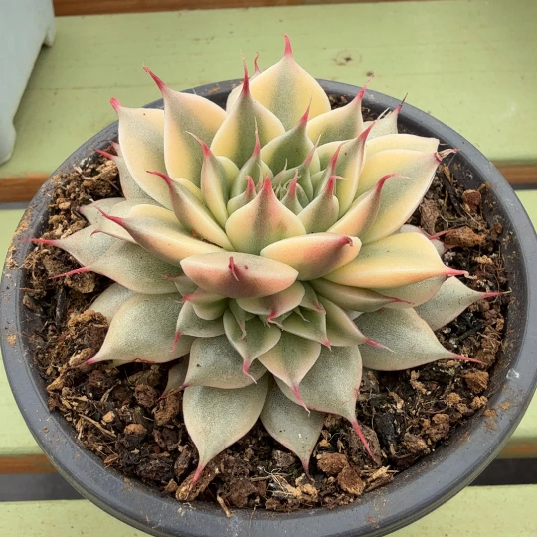 银星锦锦上园艺一物一拍