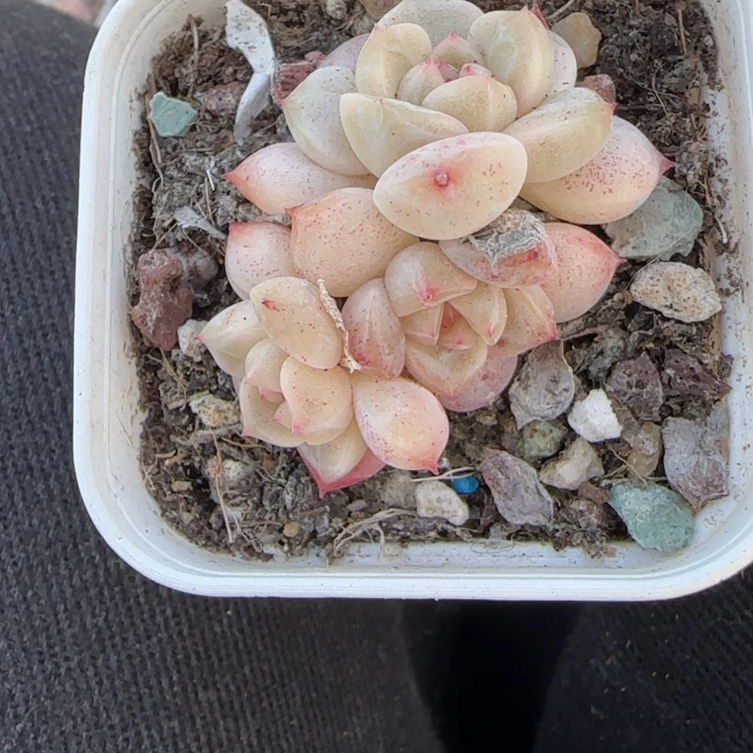 小卡拉米糖心一物一拍