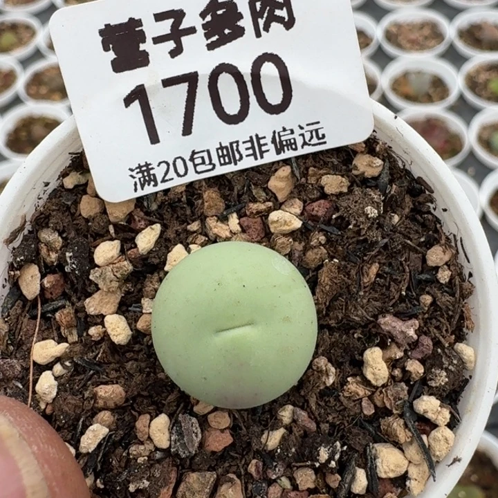 鸽子蛋带盆土。