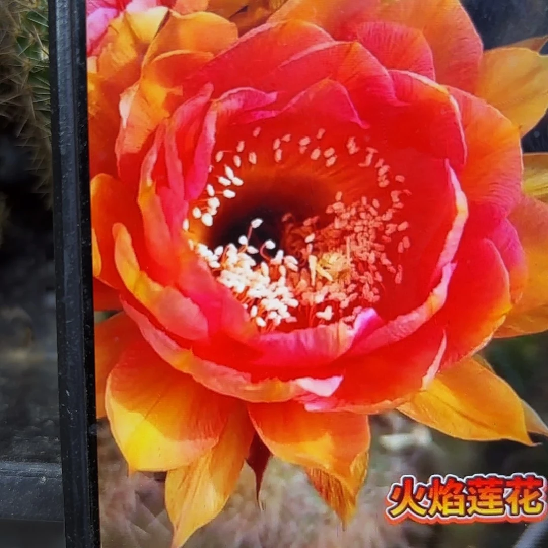 火焰莲花彩侧牙20包邮仙人球26