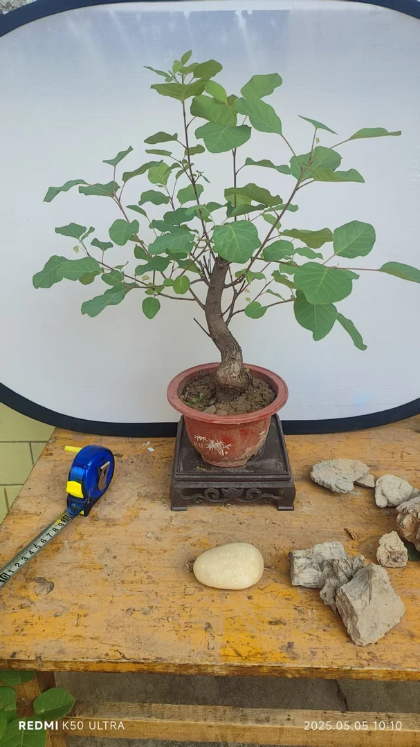 【红叶黄栌盆景一物一拍】【盆栽2年熟桩】新疆西藏海南内蒙不包邮♥