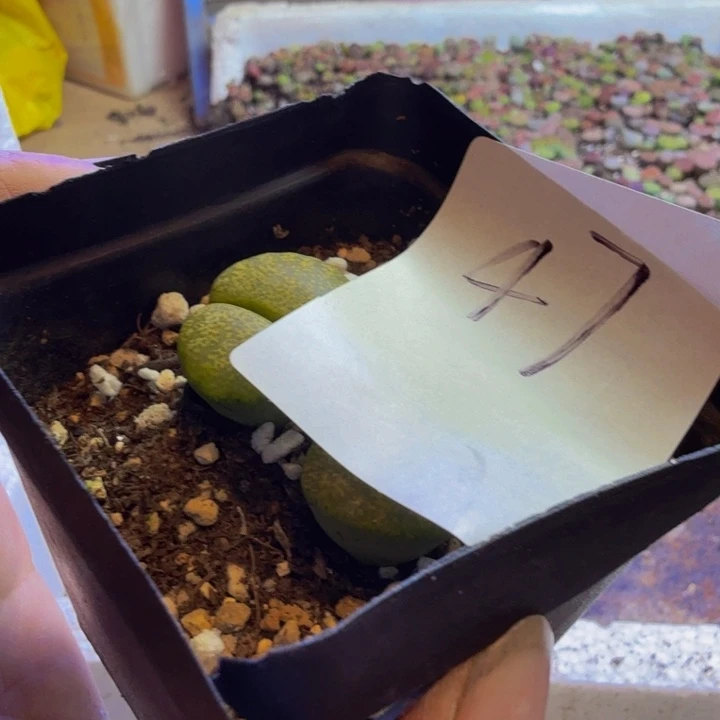 美****?多肉葡萄等经济支柱47