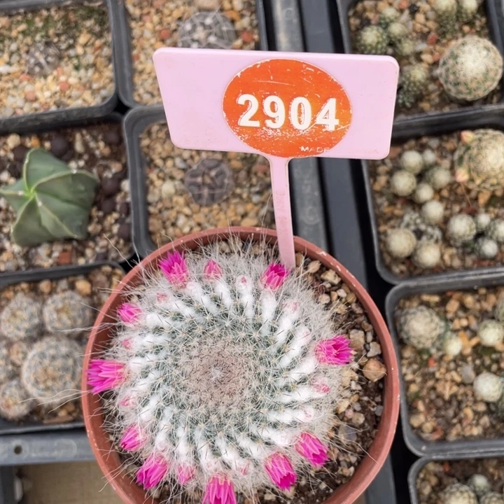 懒***觉实生乳突290400000