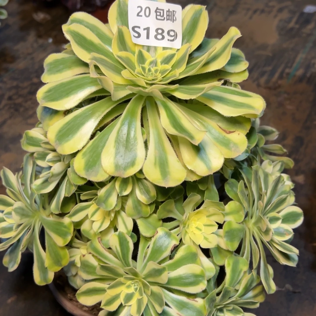 189白兰地，满20包邮嘟叮熊