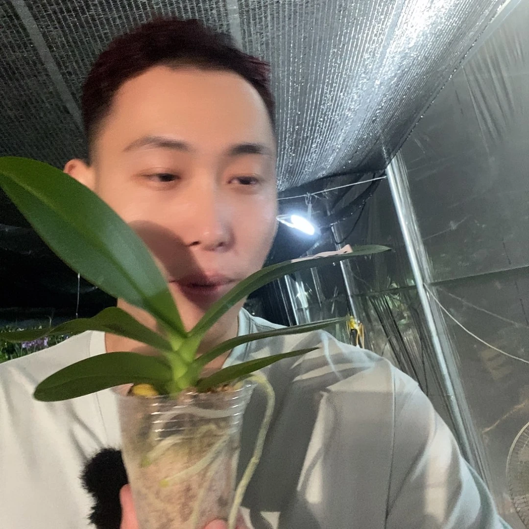 无花朵油画蝴蝶兰