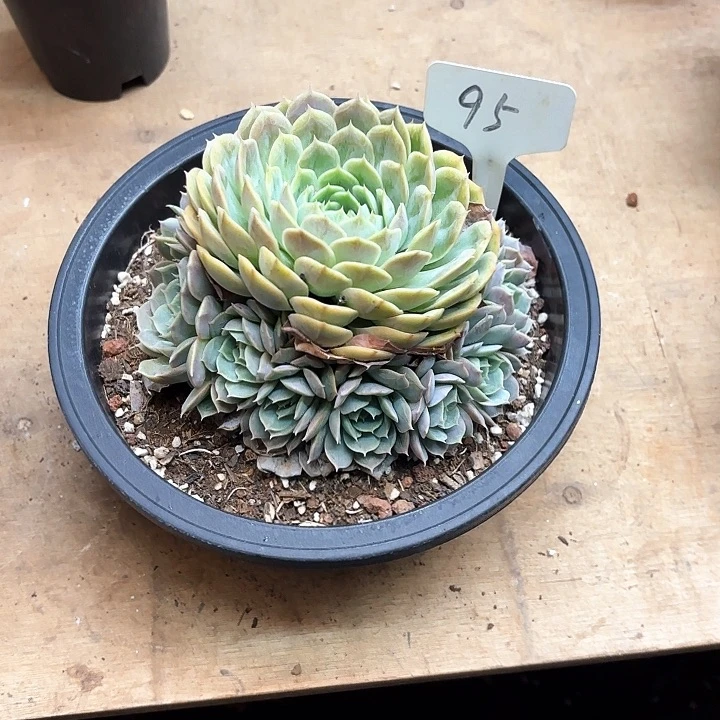 多肉植物，昂斯若95号