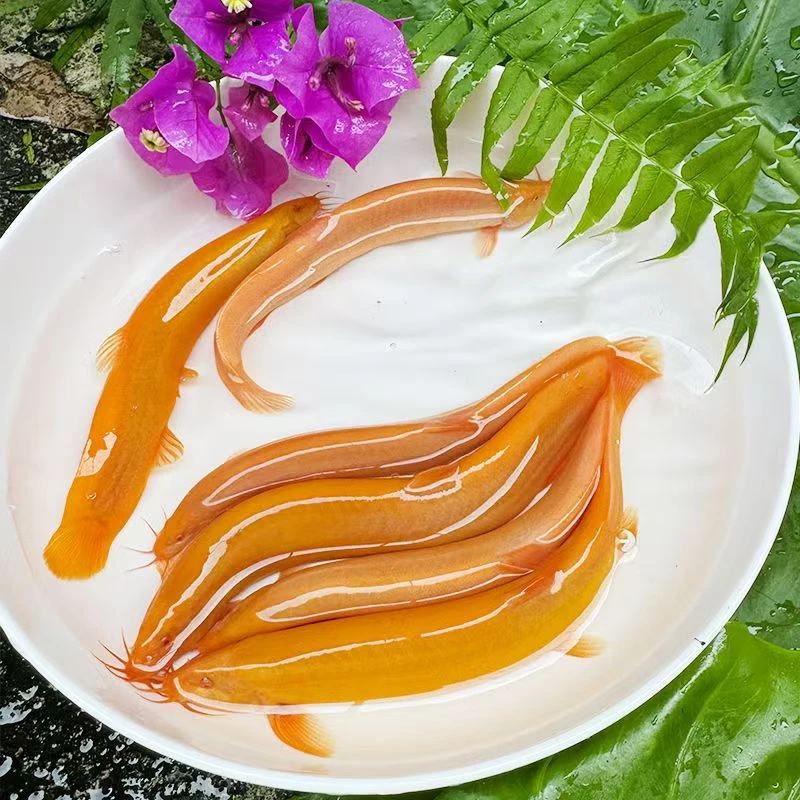 基地直发清洁鱼黄金泥鳅清道夫鱼观赏鱼冷水鱼好养活鱼缸金龙鳅