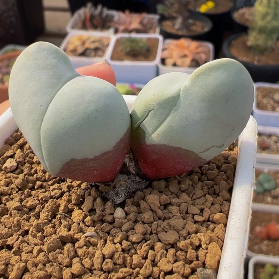 452多肉植物种类多样