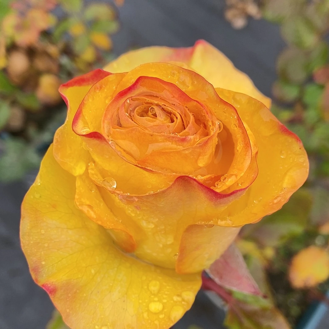 无花朵昀根结一加仑裸根