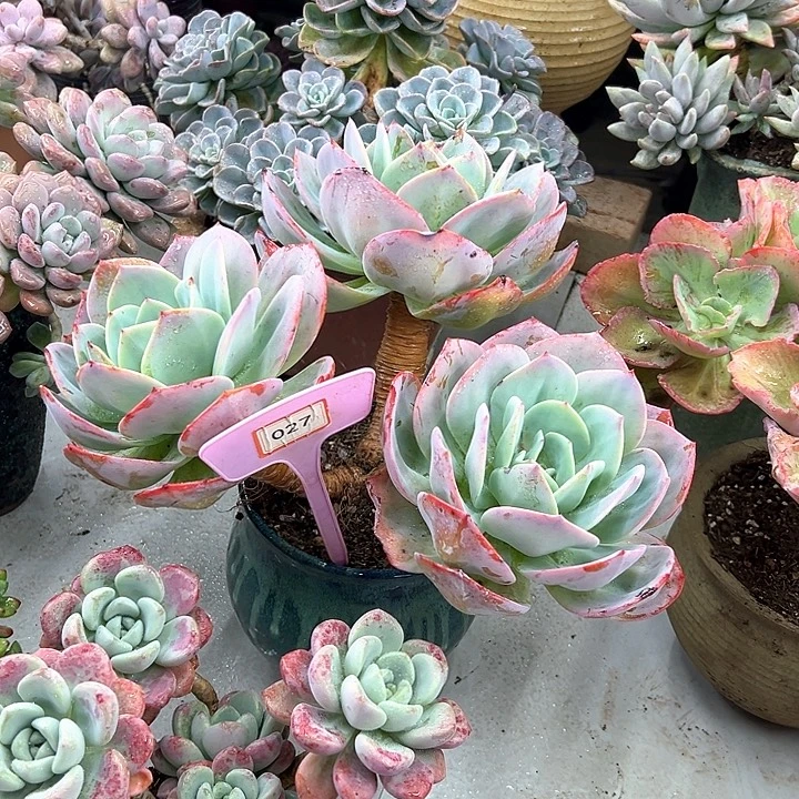 偶***然雪风多肉植物生长027