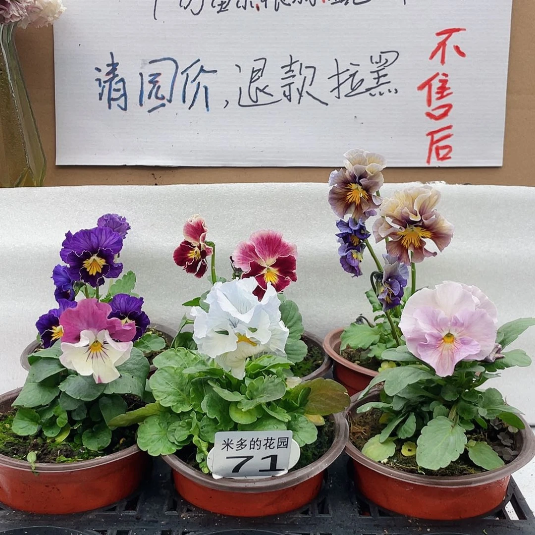 大部分花苞少量开放71