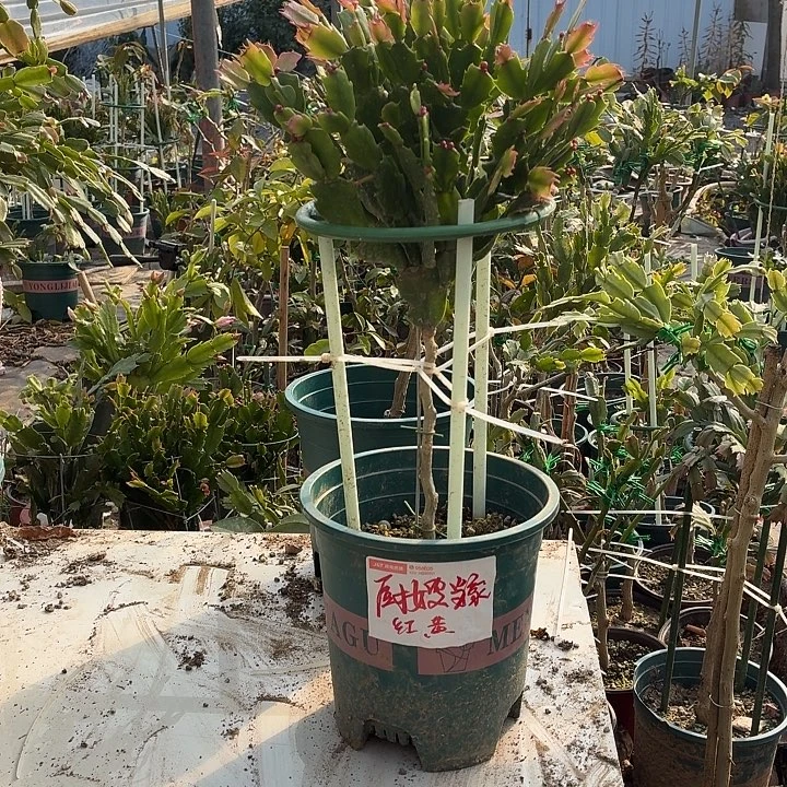 无花朵厨嫂当家叶仙嫁接红色黄色