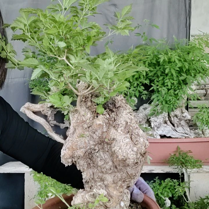 用****9脱盆脱土发货