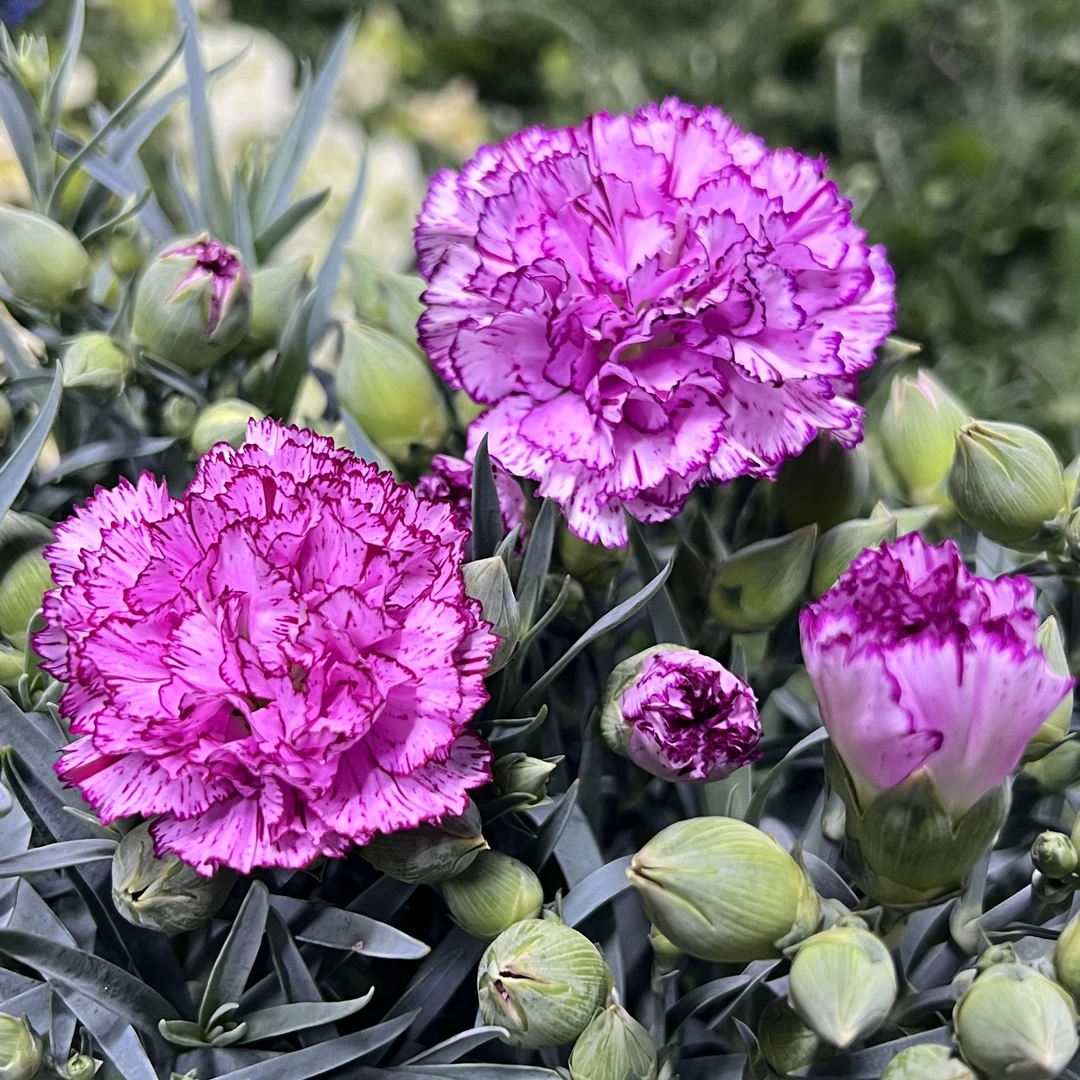 浪漫 康乃馨盆栽花卉阳台新手易养护带花苞发货