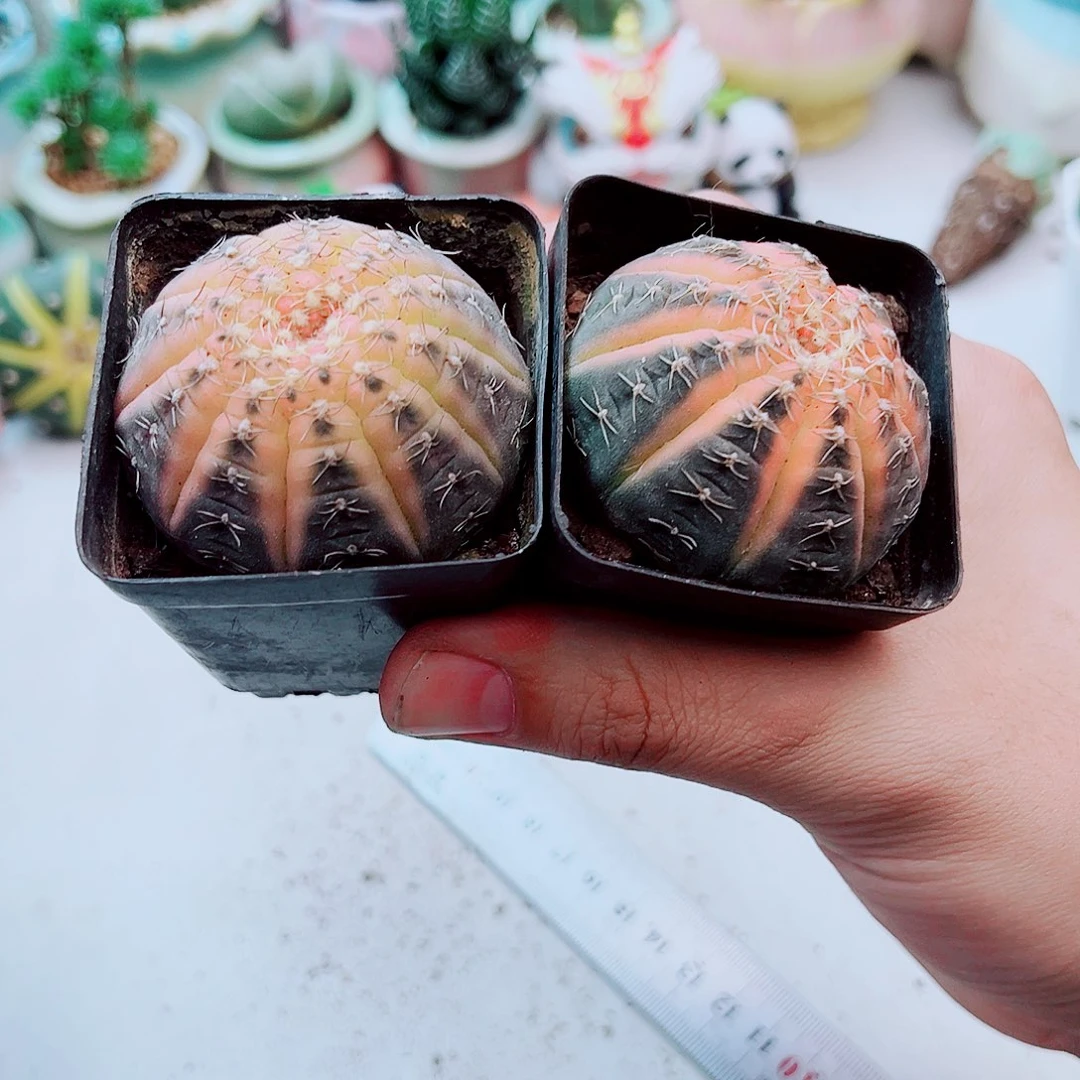 西瓜兜多肉植物一颗