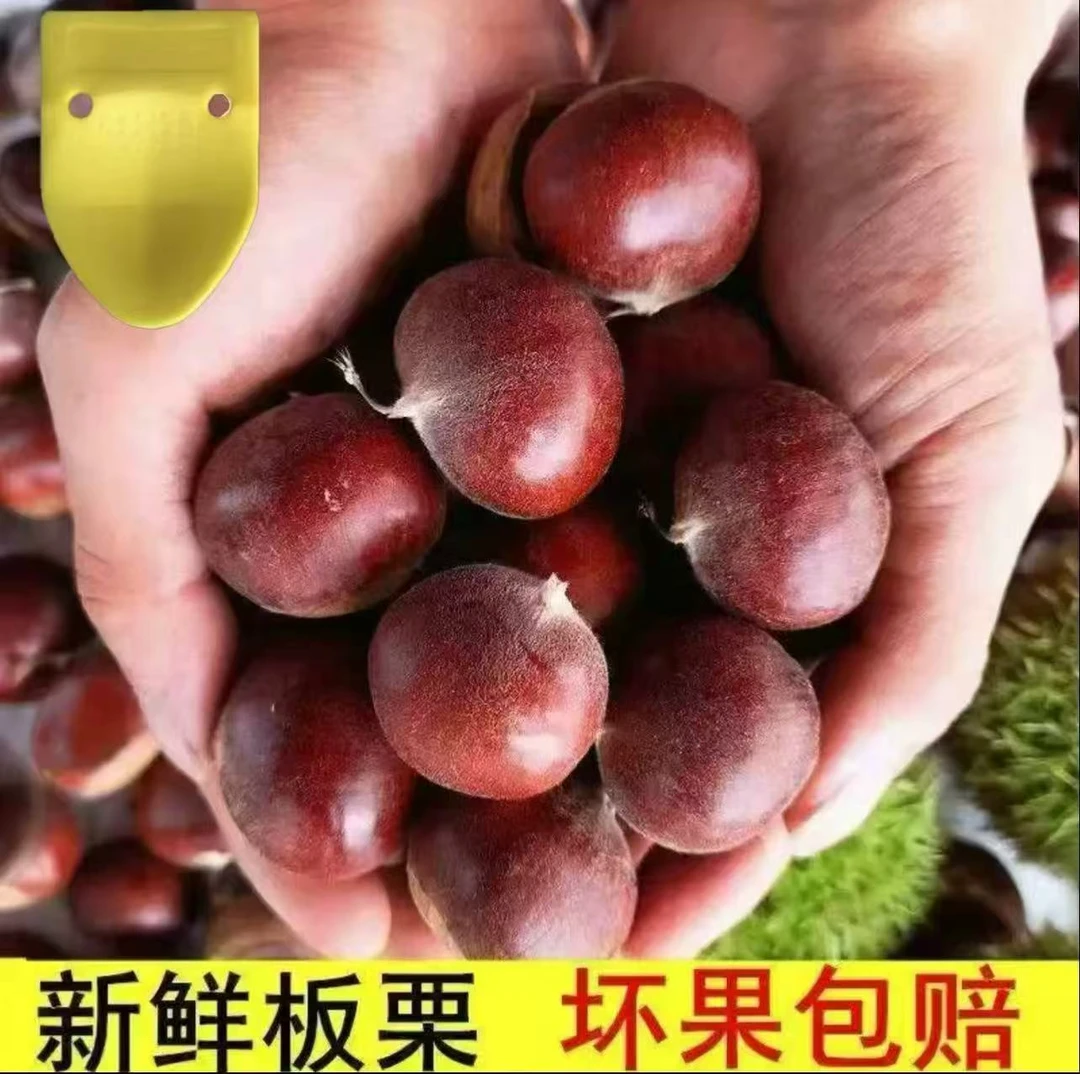 【买3斤送2斤】新鲜现摘高山板栗甘甜生栗子板栗5斤装板栗