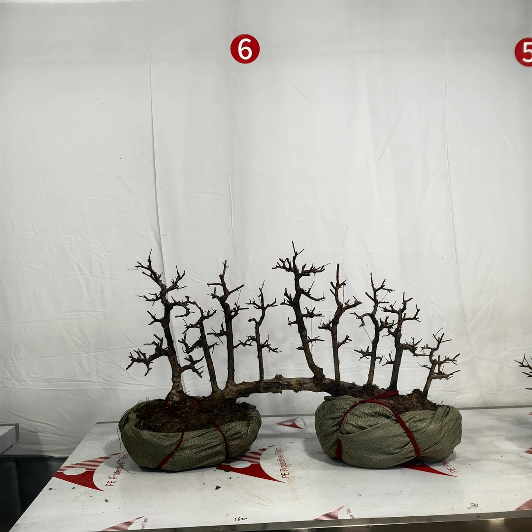 过桥丛林雀梅（高邮费地区不包邮）