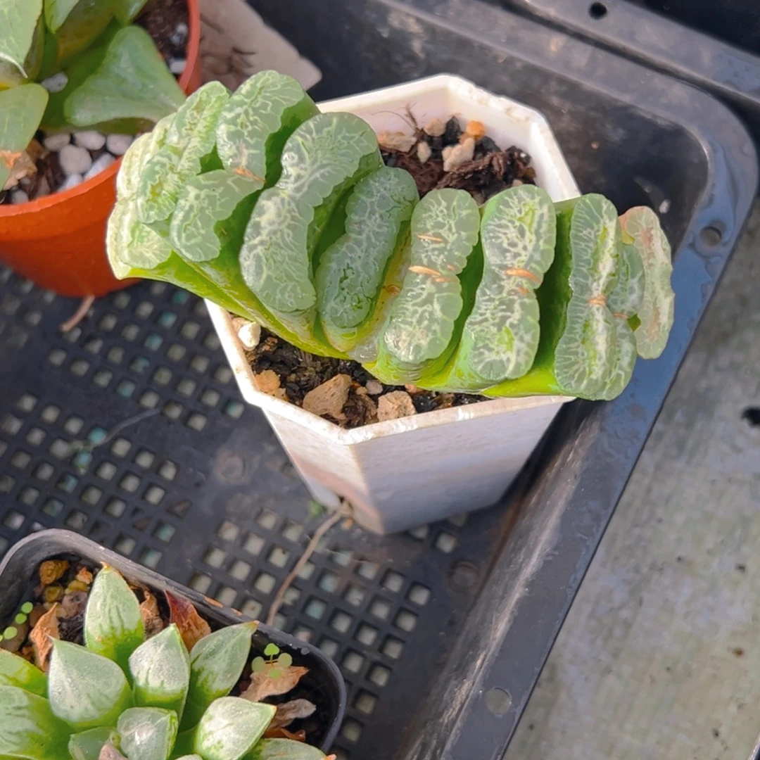 白盆长乐玉扇多肉1