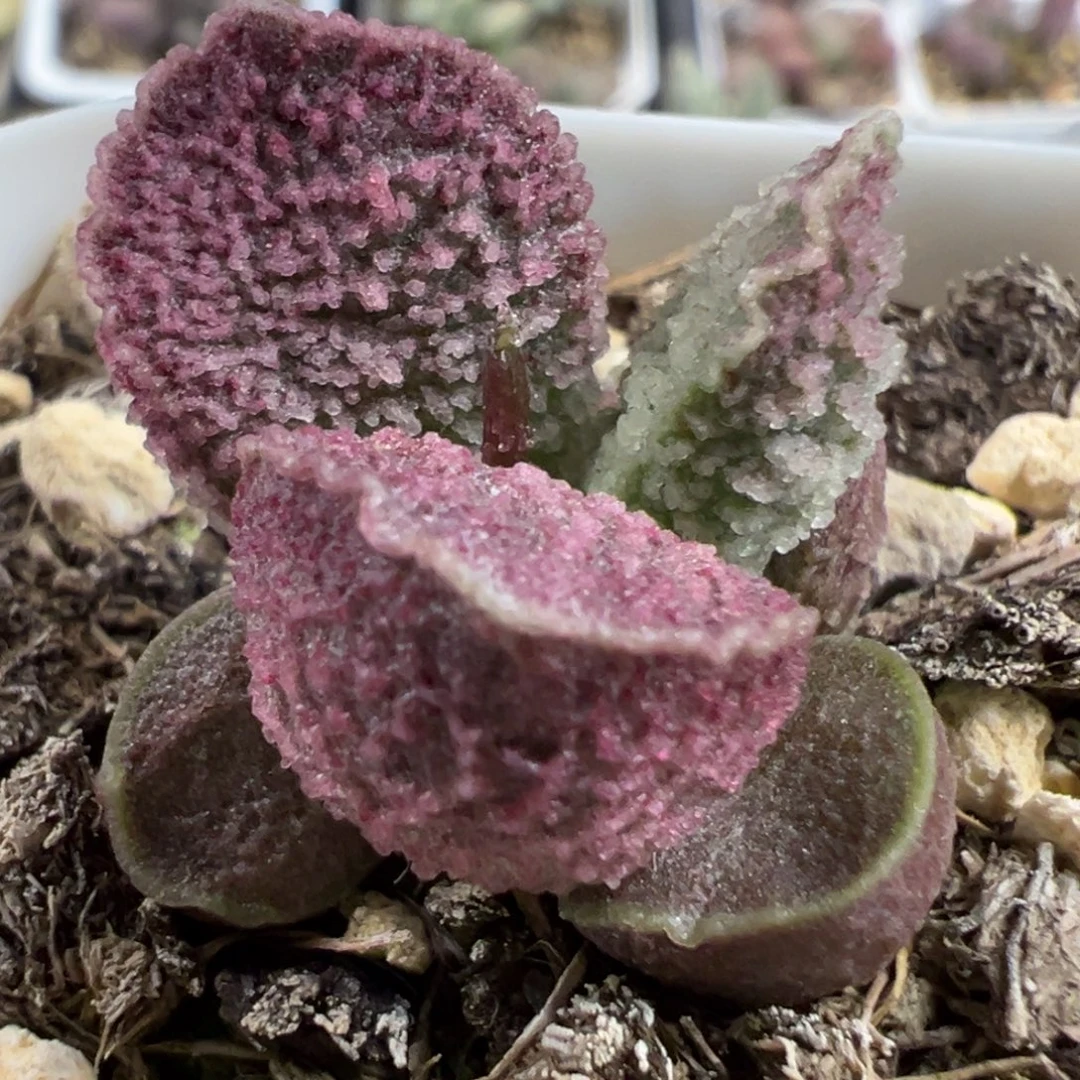 实生新品多肉植物水泡多肉植物水泡
