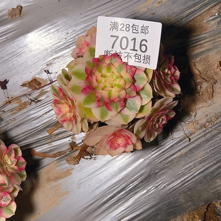 蝉****7016倾城多肉植物