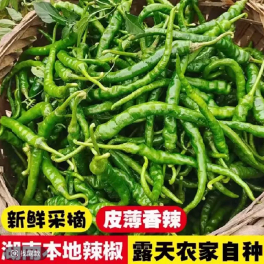 湘西高山新鲜薄皮土辣椒香辣下饭农家自种