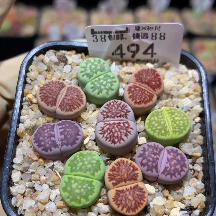 Sss子精品生石花494